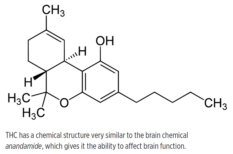 THC has a chemical structure very similar to the brain chemical anandamide, which gives it the ability to affect brain function.