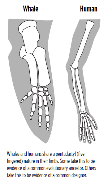 Whales and humans share a pentadactyl (fivefingered) nature in their limbs. Some take this to be evidence of a common evolutionary ancestor. Others take this to be evidence of a common designer.