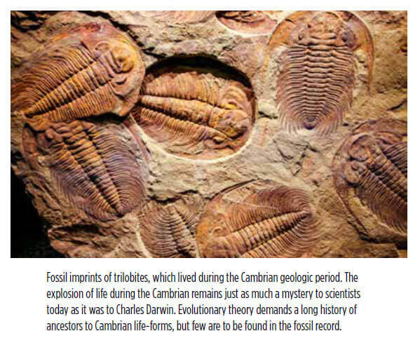 Fossil imprints of trilobites, which lived during the Cambrian geologic period. The explosion of life during the Cambrian remains just as much a mystery to scientists today as it was to Charles Darwin. Evolutionary theory demands a long history of ancestors to Cambrian life-forms, but few are to be found in the fossil record.