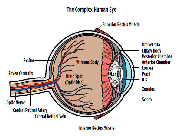 The Complex Human Eye