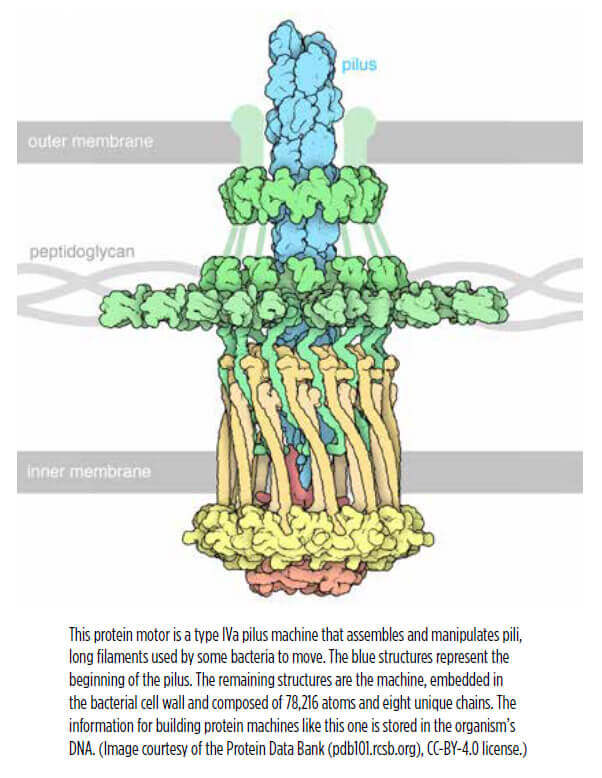 This protein motor is a type IVa pilus machine that assembles and manipulates pili, long filaments used by some bacteria to move. The blue structures represent the beginning of the pilus. The remaining structures are the machine, embedded in the bacterial cell wall and composed of 78,216 atoms and eight unique chains. The information for building protein machines like this one is stored in the organism’s DNA. (Image courtesy of the Protein Data Bank (pdb101.rcsb.org), CC-BY-4.0 license.)