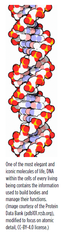 One of the most elegant and iconic molecules of life, DNA within the cells of every living being contains the information used to build bodies and manage their functions. (Image courtesy of the Protein Data Bank (pdb101.rcsb.org), modified to focus on atomic detail, CC-BY-4.0 license.)