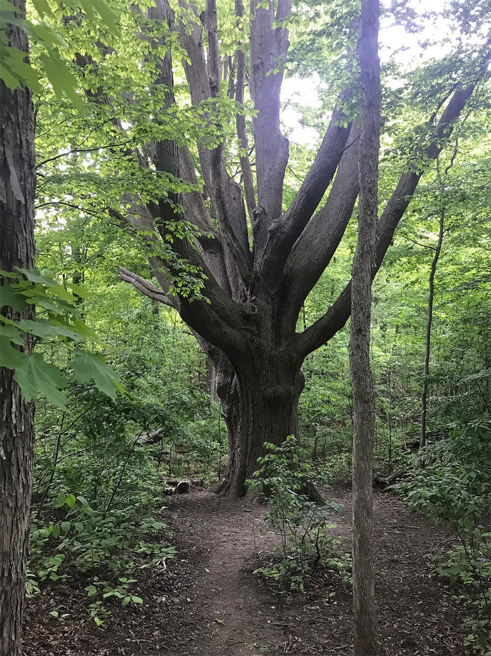 The Meeting Tree Tomorrow’s World