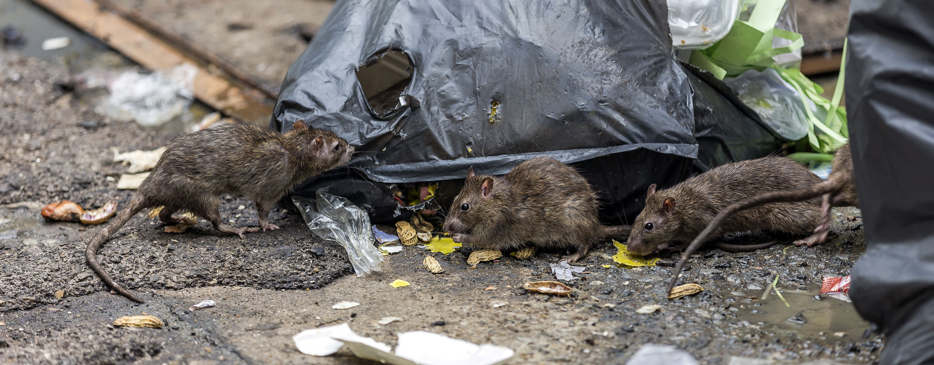 urban rats eating from a bag of trash