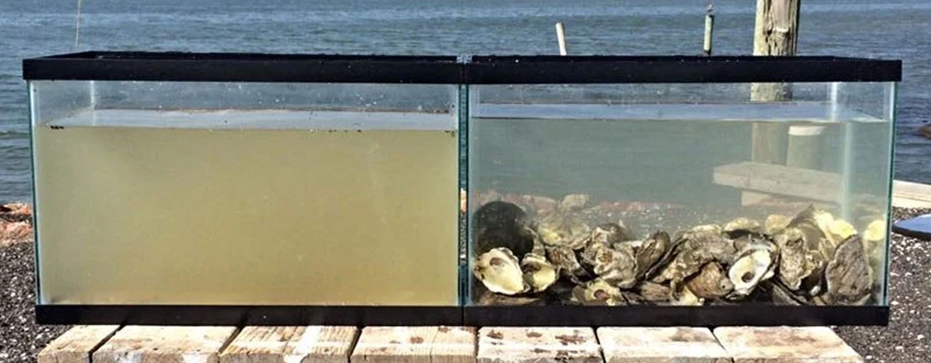 The Filtering Power of Shellfish! Tomorrow's World