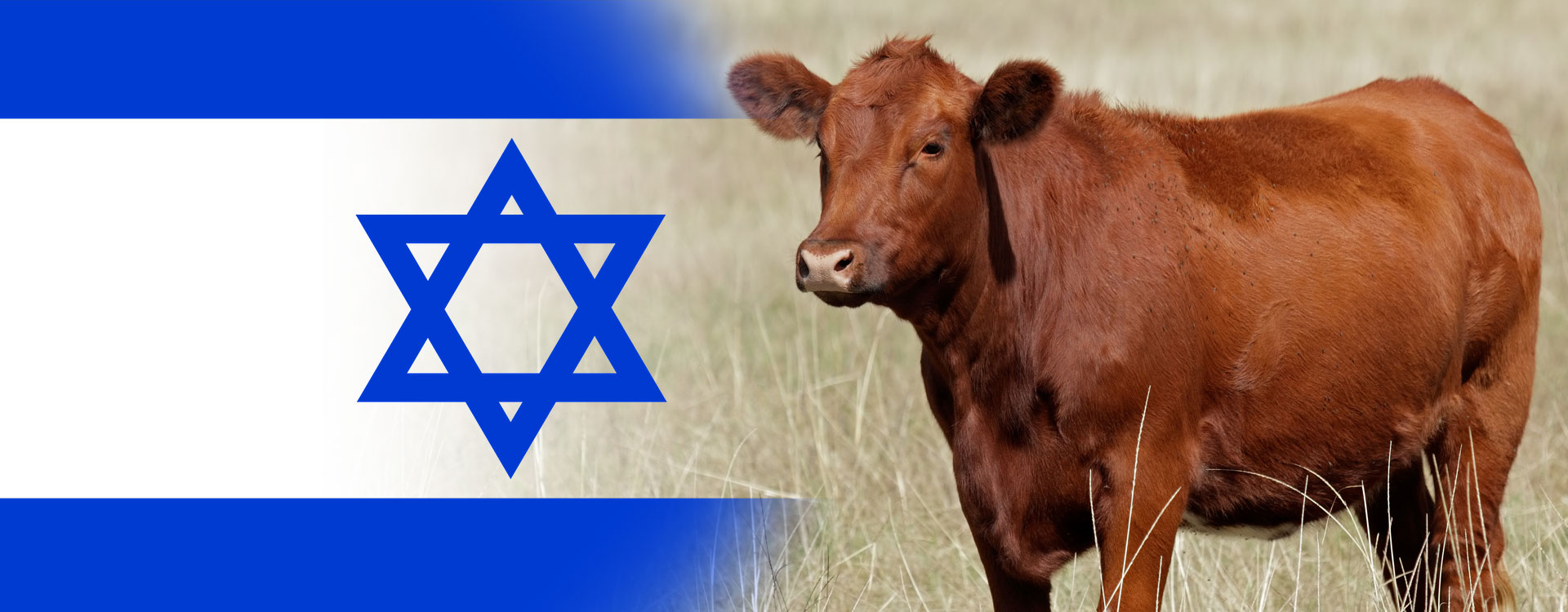 Are You traditional foods in israel The Best You Can? 10 Signs Of Failure