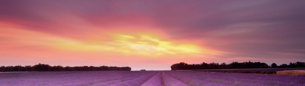 sunset over lavender field