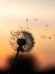 Dandelion seeds