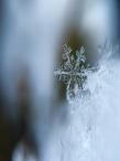 a delicate, detailed snowflake resting on a layer of snow, with a blurred background of cool blue and gray tones