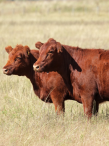 Red heifers in a field