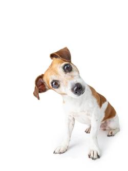 Dog with head turned sideways white background
