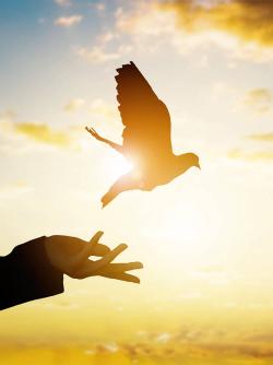 Hand releasing a pigeon