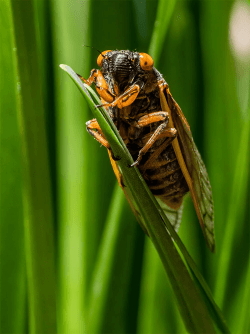 Cicade on grass leaf