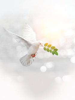 Dove with an olive branch