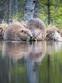 Beavers along water