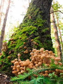 Honey fungus on a tree