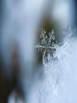 a delicate, detailed snowflake resting on a layer of snow, with a blurred background of cool blue and gray tones