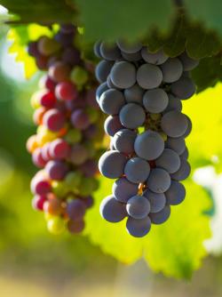 Two very tasty-looking clusters of large red grapes, hanging from a vine
