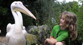 little girl amused by some pelicans walking up to her