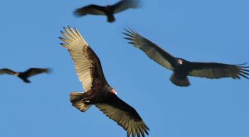 buzzards circling in a clear blue sky