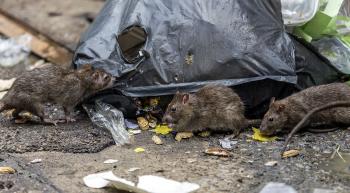 urban rats eating from a bag of trash