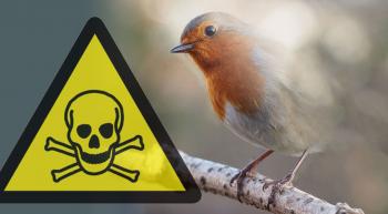 A poison sign and a disappearing European Robin