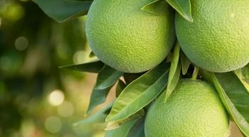 tree with green oranges