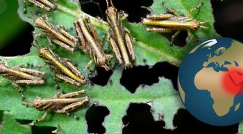 locusts devouring leaves