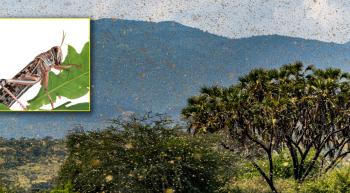 swarm of locusts in Africa with an inset closeup of locust