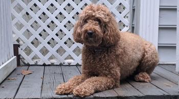 Nola the labradoodle