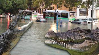 flooding in Queensland and salt-water crocodiles