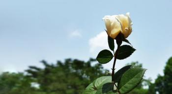 a white rose against a blue sky symbolic of gentleness