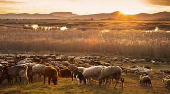 a flock of sheep in the sunrise
