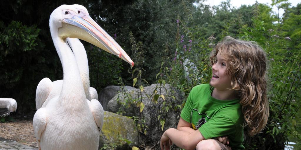 little girl amused by some pelicans walking up to her