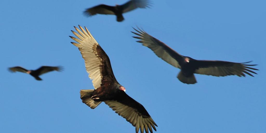 buzzards circling in a clear blue sky