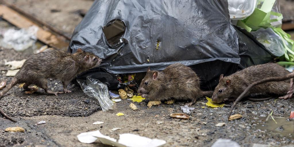 urban rats eating from a bag of trash