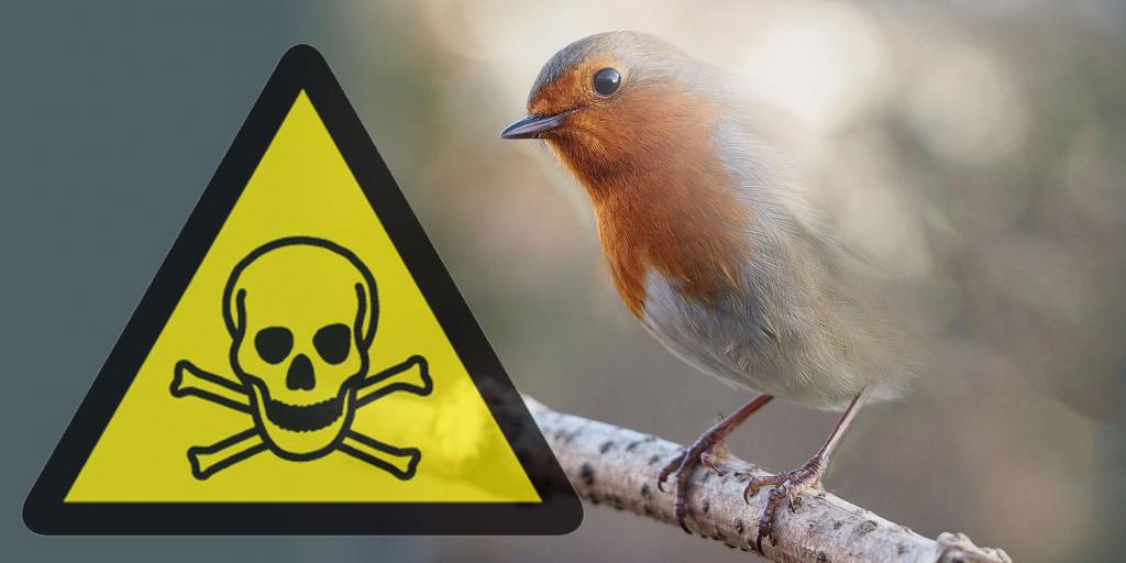 A poison sign and a disappearing European Robin