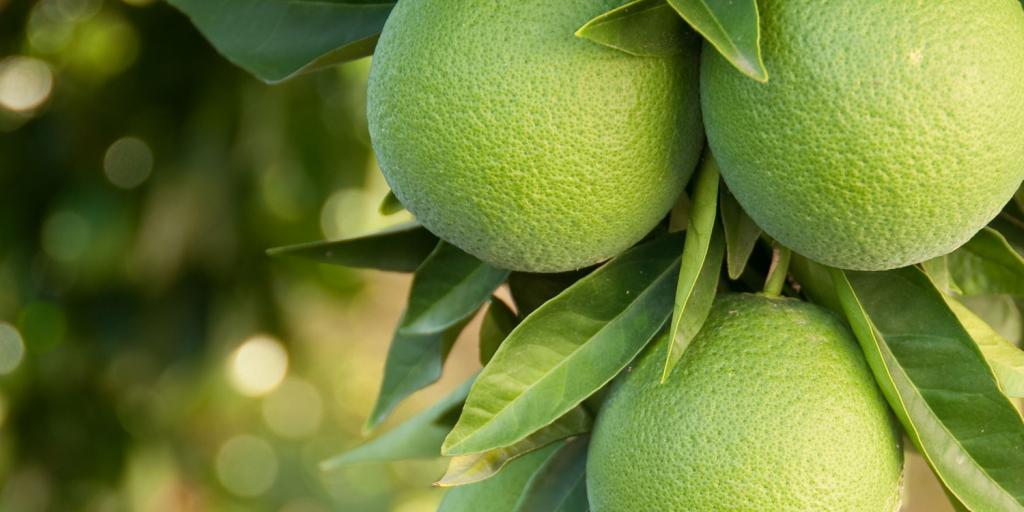 tree with green oranges