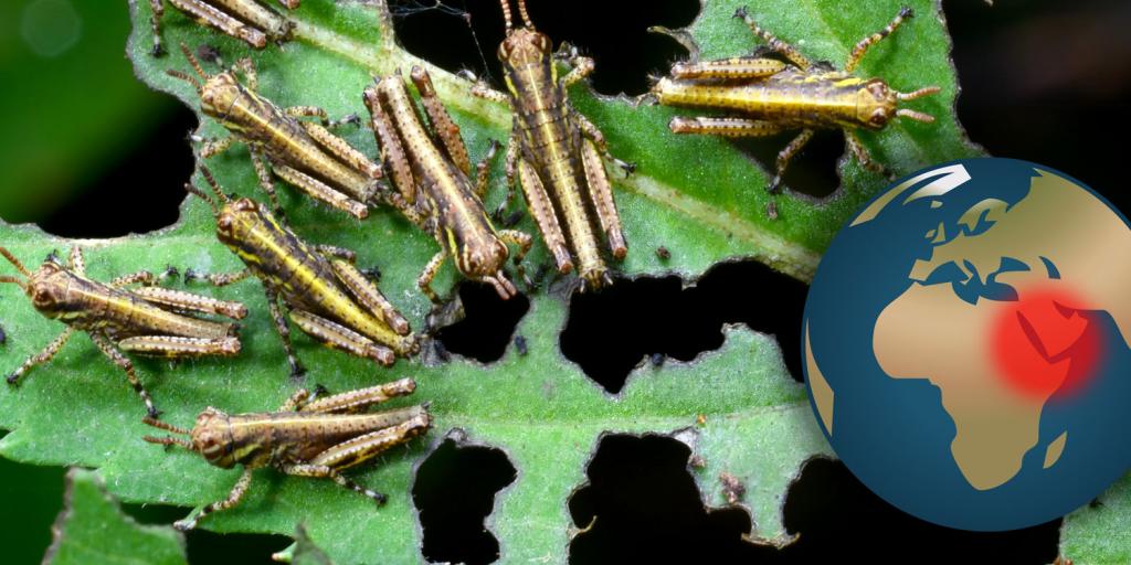 locusts devouring leaves