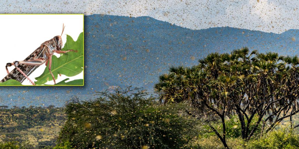 swarm of locusts in Africa with an inset closeup of locust