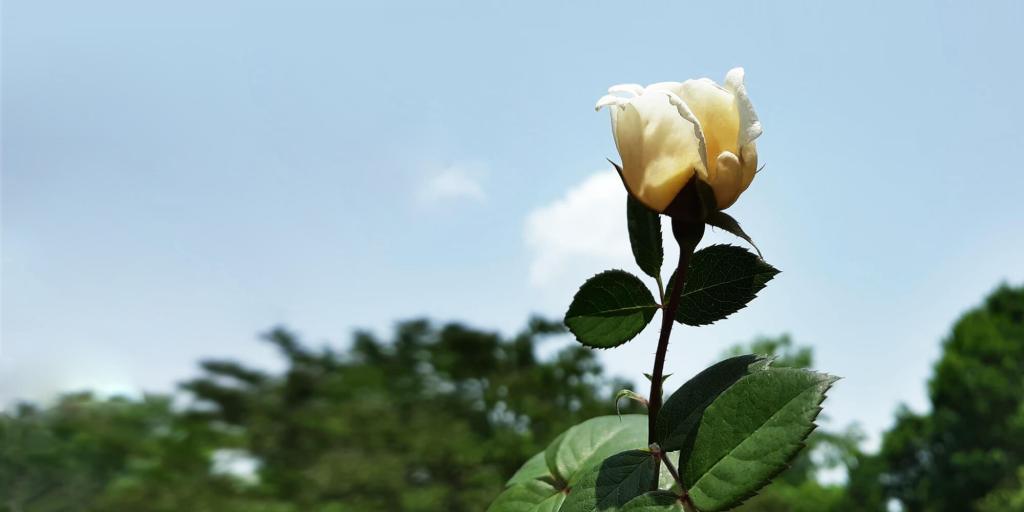 a white rose against a blue sky symbolic of gentleness