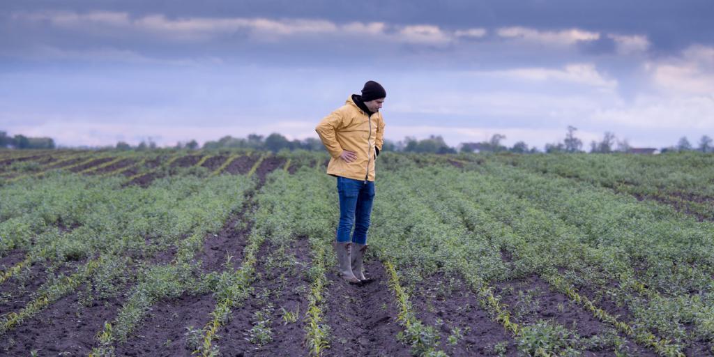 farmer standing in a cornfield full of weeds