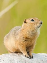 Ground squirrel judging you