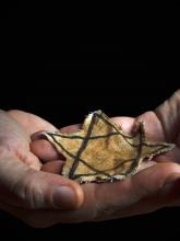 Hands cupping a tattered star of David