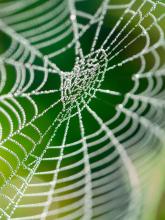 Spiderweb with dew droplets