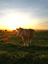 Cows in a sunset field