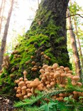 Honey fungus on a tree