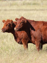 Red heifers in a field