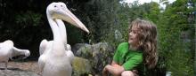 little girl amused by some pelicans walking up to her