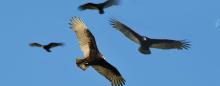 buzzards circling in a clear blue sky